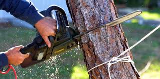 How Our Tree Care Process Works  in  Foley, AL