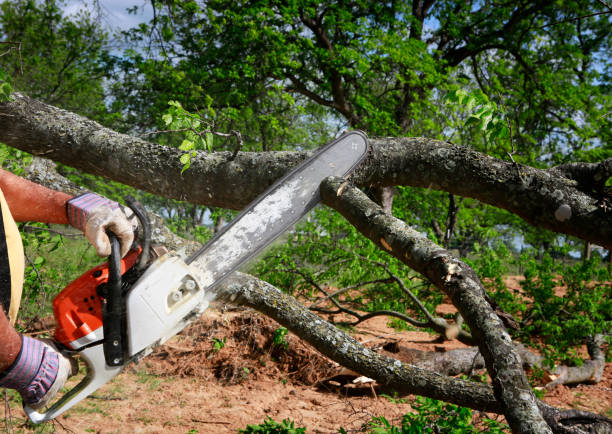 Trusted Foley, AL Tree Services Experts